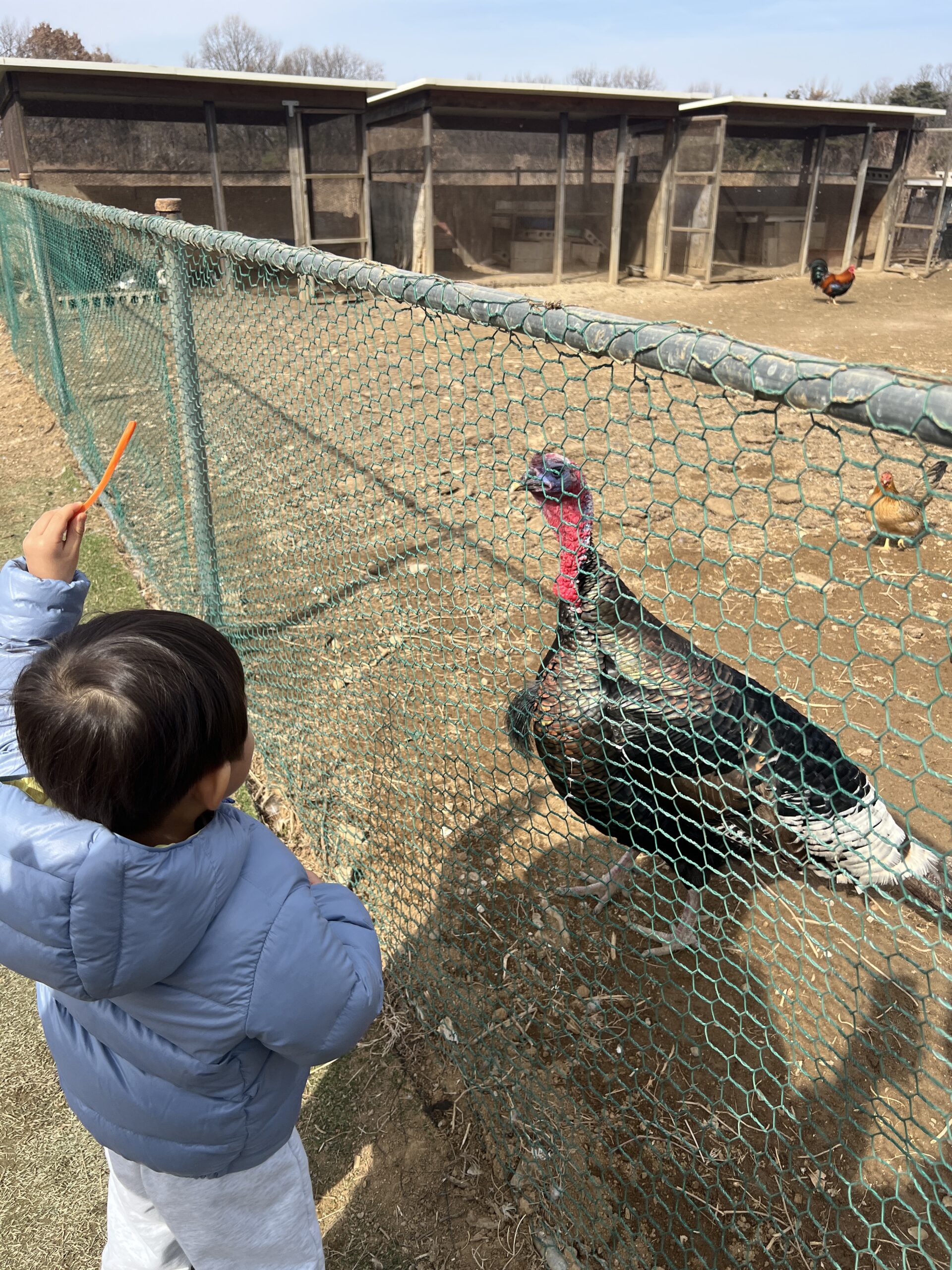 플레이애니멍 실외 체험 중 칠면조에게 먹이를 주는 장면